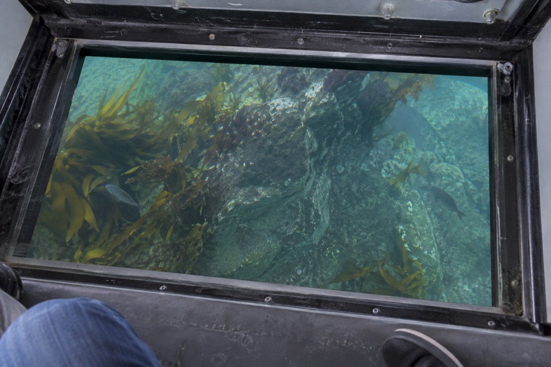 Undersea viewing aboard Amanbou — AI-generated concept