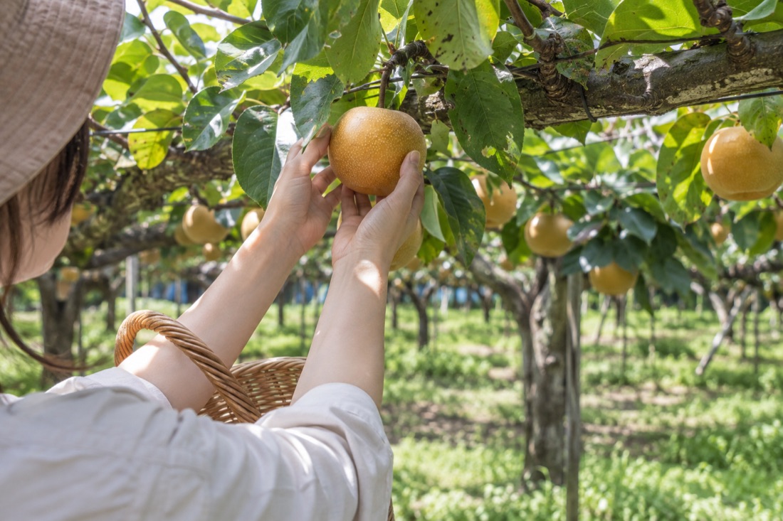 Pear picking at Sankouen — AI-generated concept