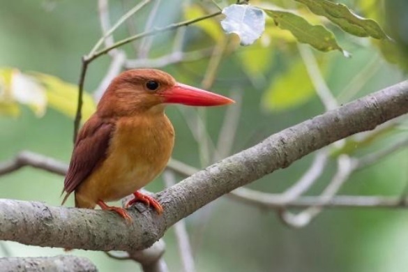 美郷の野鳥ガラスアクセサリー作り