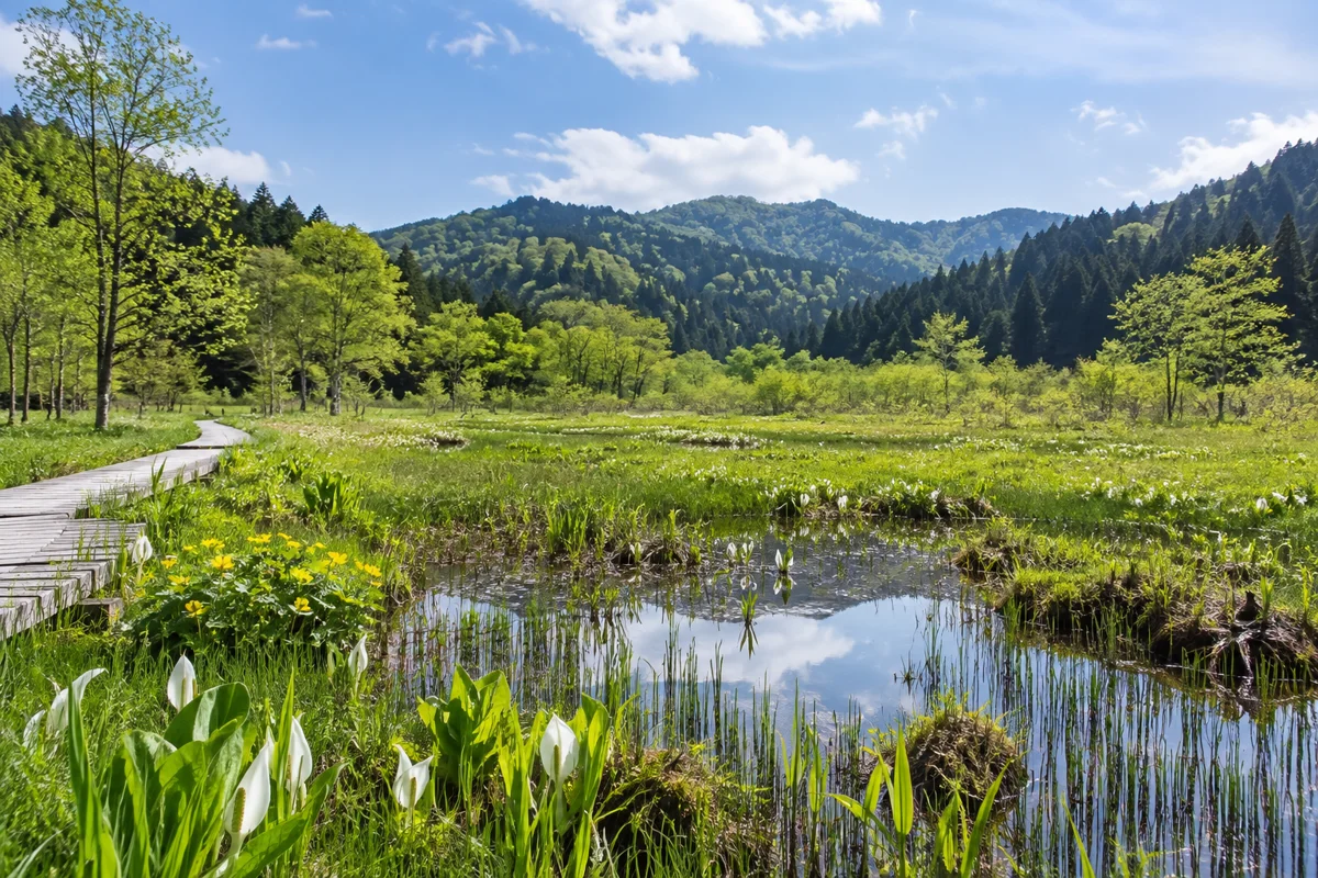 AI-generated illustration inspired by Akame Wetland Plant Community